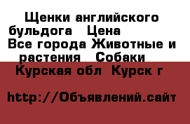 Щенки английского бульдога › Цена ­ 40 000 - Все города Животные и растения » Собаки   . Курская обл.,Курск г.